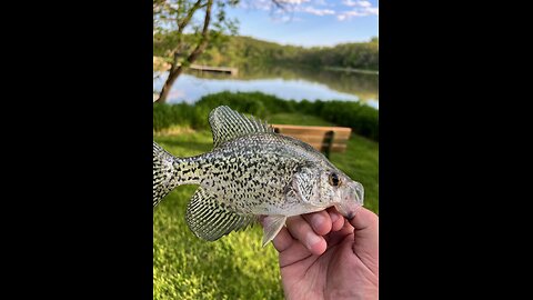 Bankside Bonanza: Catching Lots of Crappies!