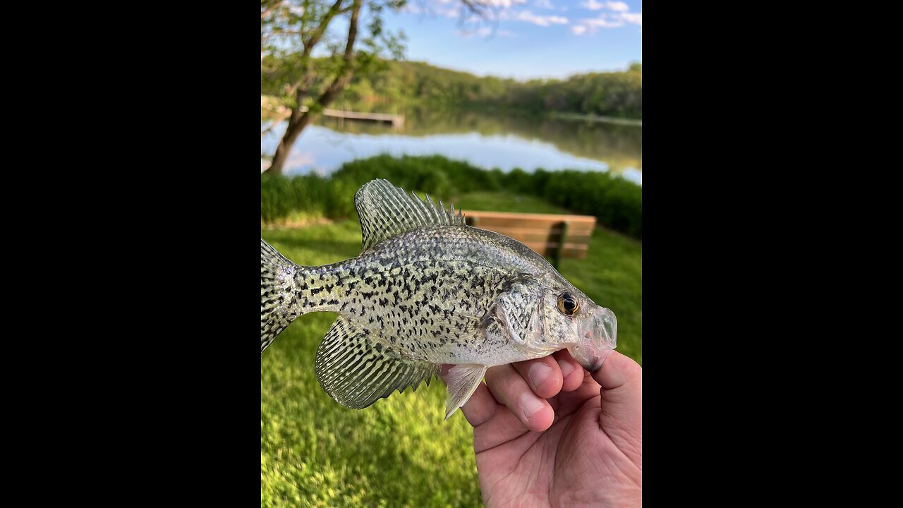 Bankside Bonanza: Catching Lots of Crappies!