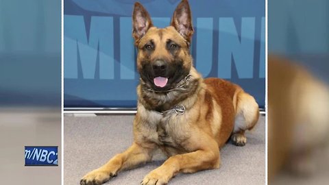 K9 goes through multiple surgeries after stabbing