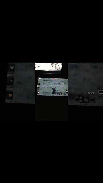 Big Velvet Bull enjoying the evening #bull #bullelk #velvetbull #monsterbull #polestaroutdoors