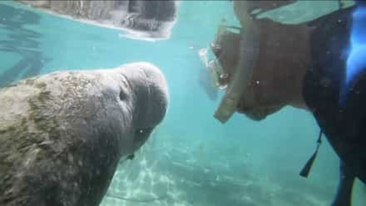 Snorkeler meets a manatee up close and personal