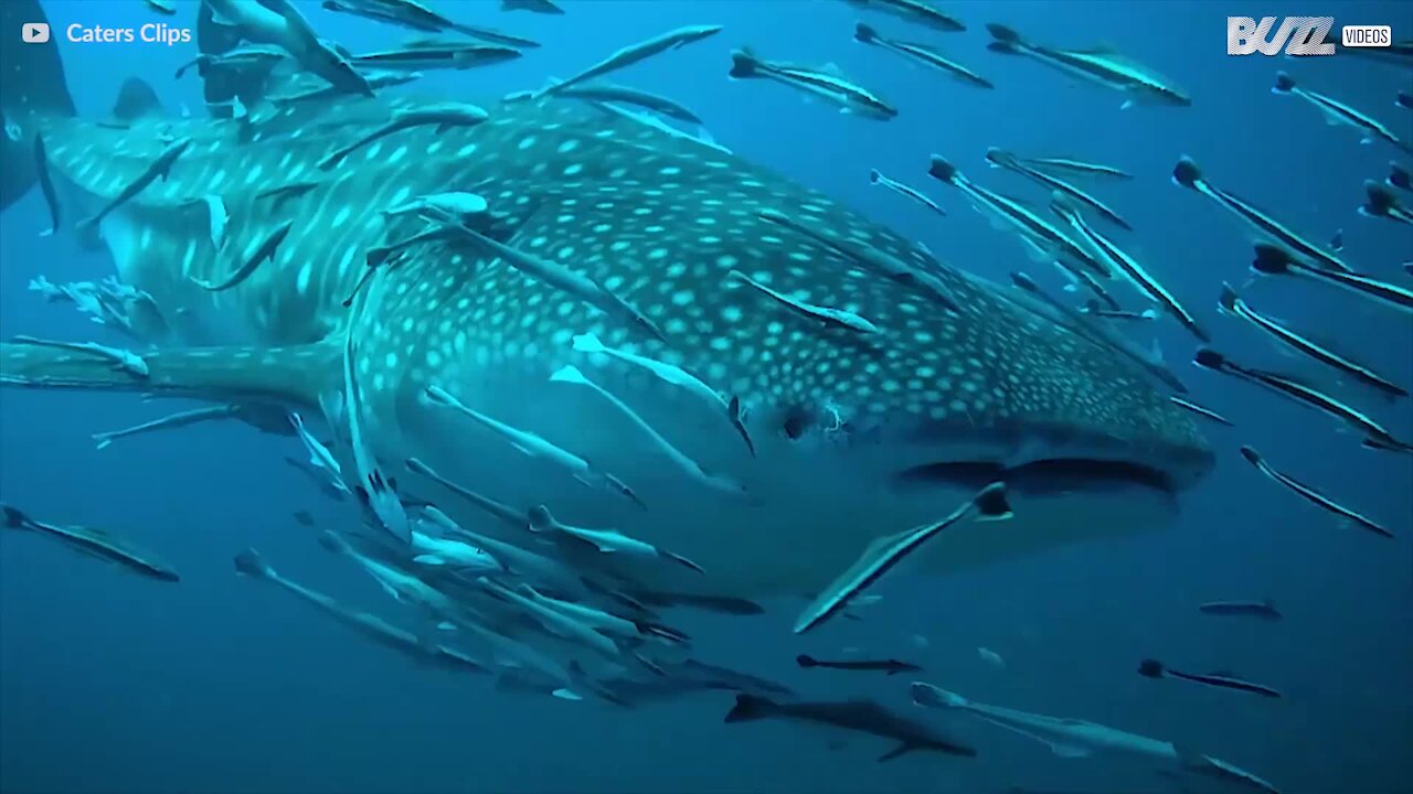 Le requin baleine, le géant des mers inoffensif