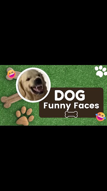 Dog Funny Faces