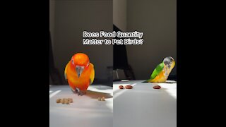 Does food quantity matter to pet birds?