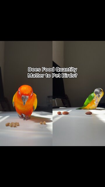 Does food quantity matter to pet birds?