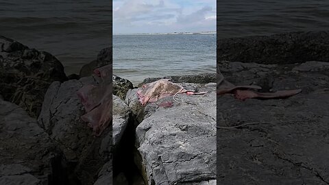 Fillet Stingray at the Beach nyc