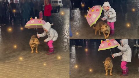 Little girl hold umbrella over stray dog in the rain