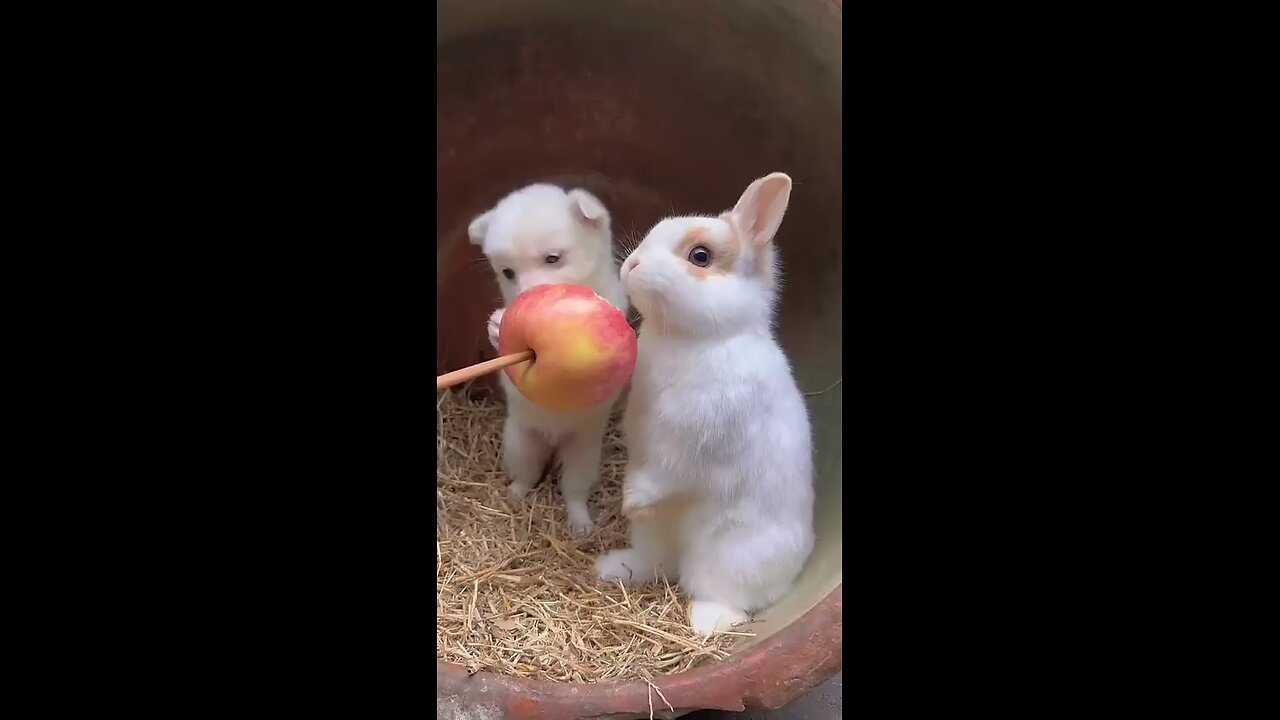 cute puppy and rabbit eat apple