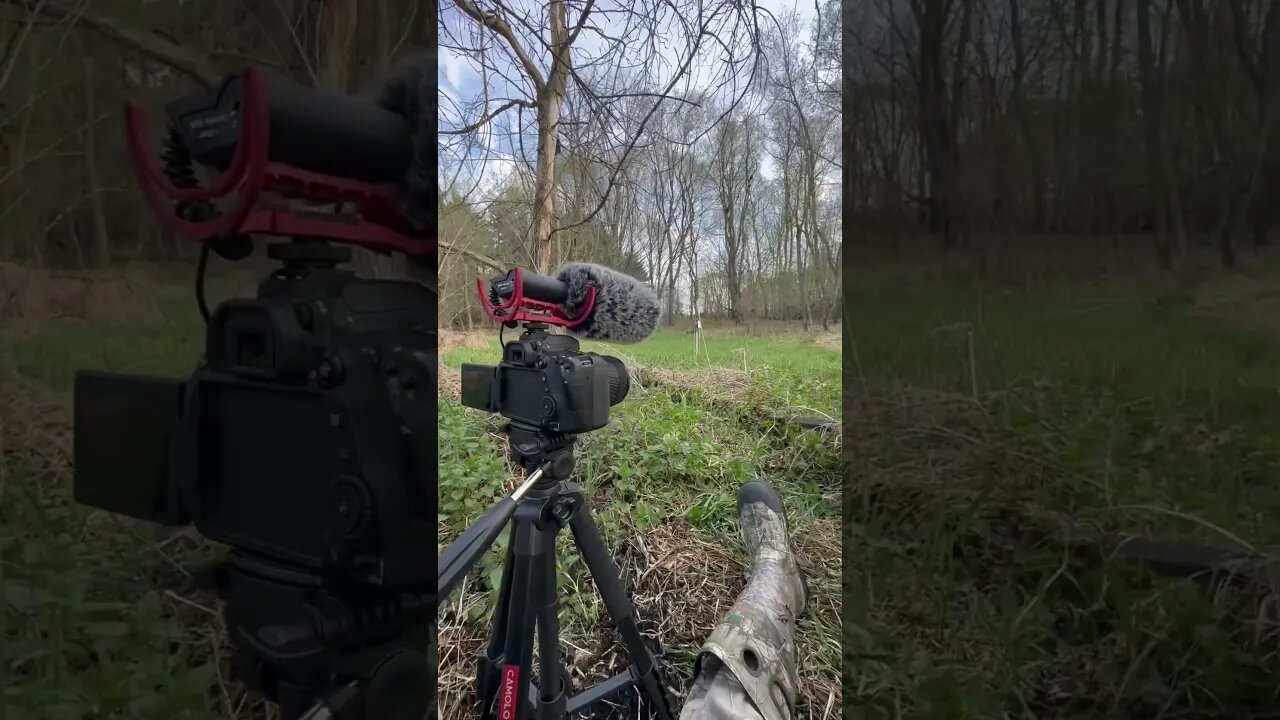 This Evenings Turkey Setup. #shorts #shortvideo #hunting #shotgun #spring #wisconsin #turkeyhunting