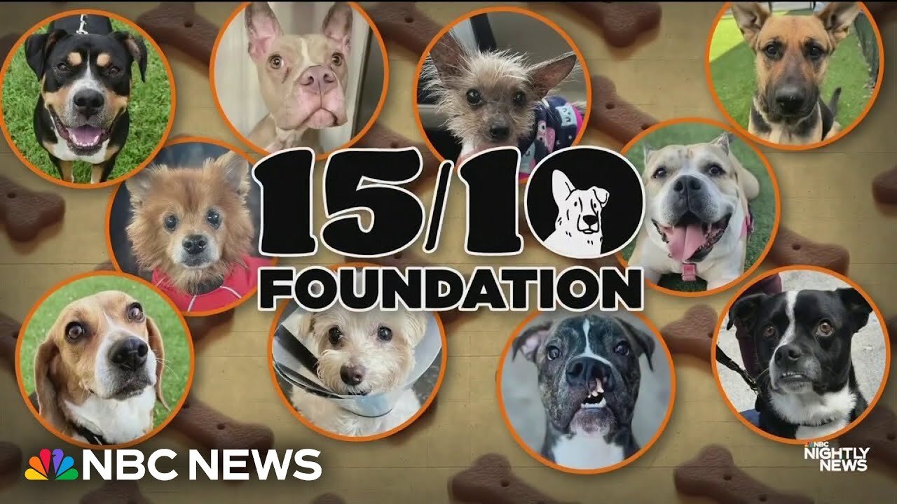 Nonprofit raises millions for dogs with special needs