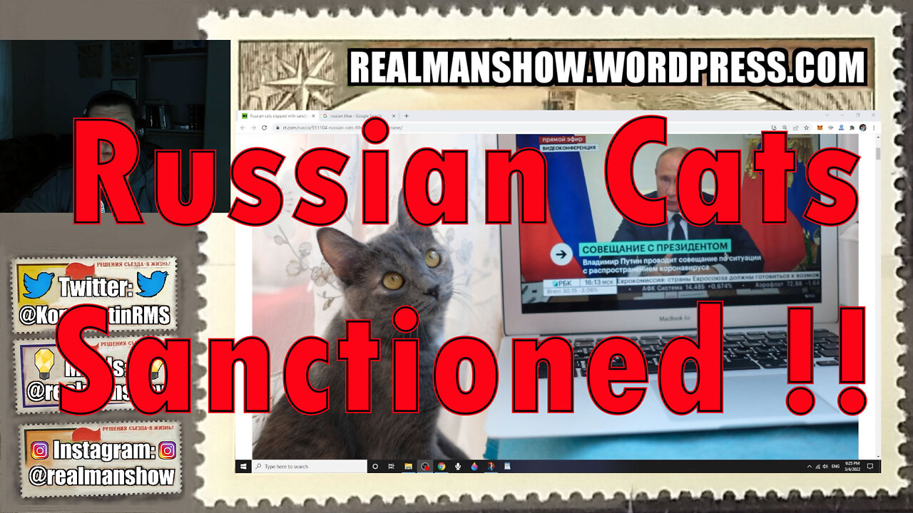Anti-Russian Hysteria is Peaking: Sanctions Imposed on Russian Cats