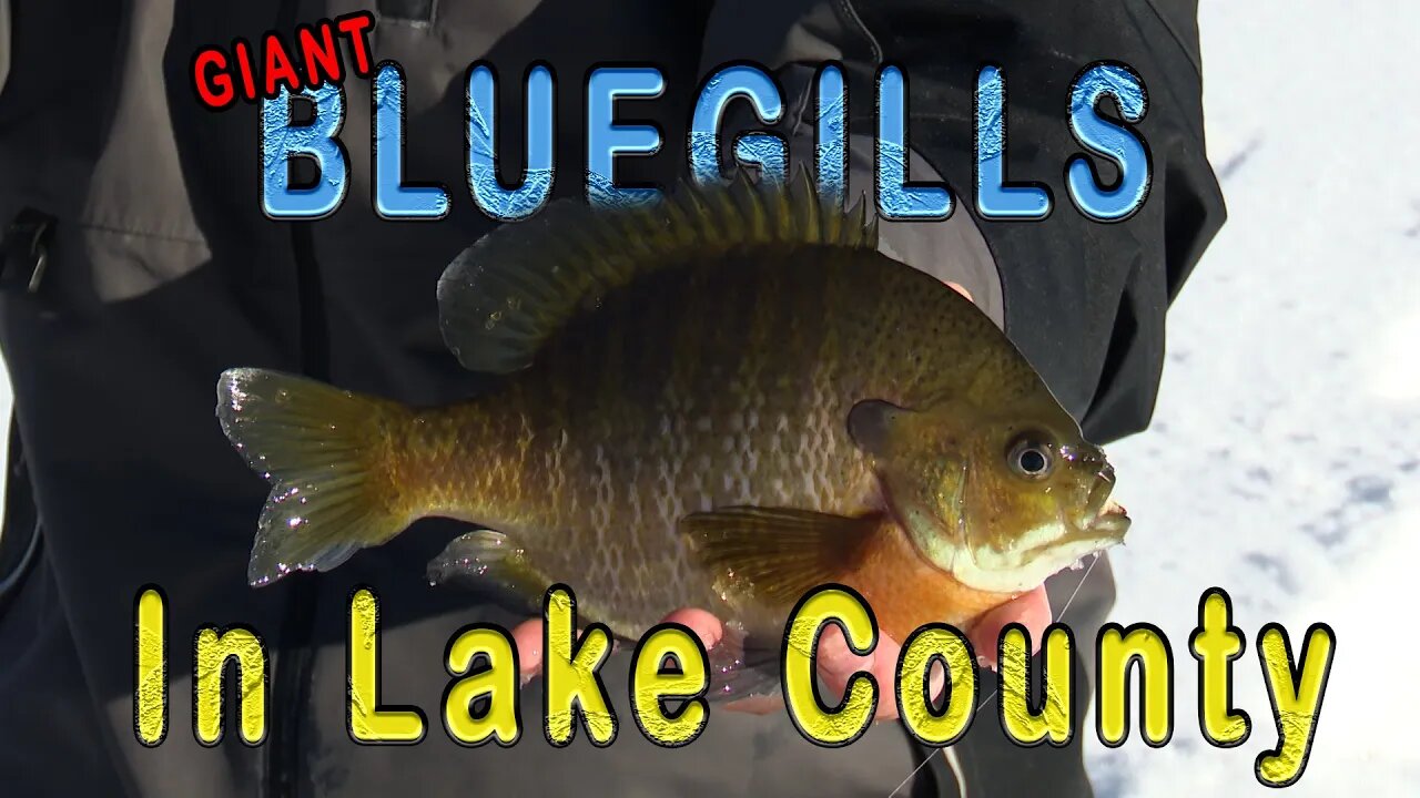 GIANT Bluegills on a secluded lake in Northern Minnesota