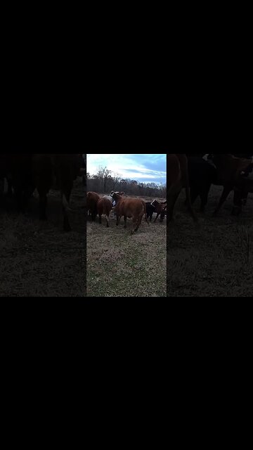 Cattle excited to eat!! #farm #ranch #cattle #farmlife #ranchlife #calves