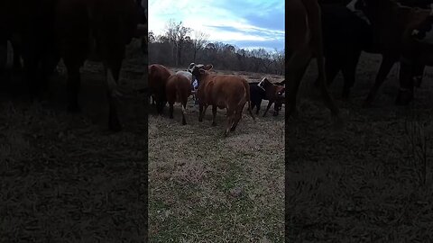 Cattle excited to eat!! #farm #ranch #cattle #farmlife #ranchlife #calves