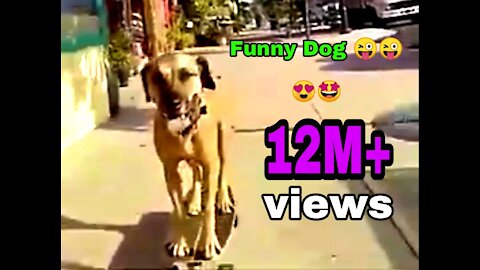 Dog Most Funny Clip! 😂😂😂😜😜2021!!!!!