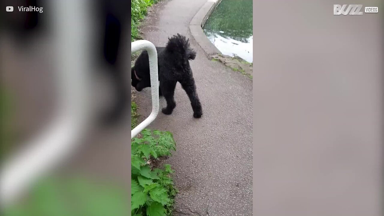 Ce chien tombe par mégarde dans un lac