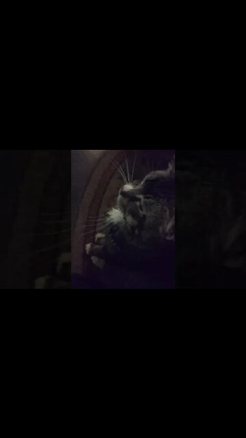 MY CAT THINKS HE IS A GUARD DOG