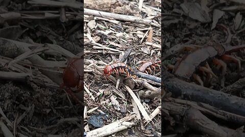 Close up record the centipede 😱