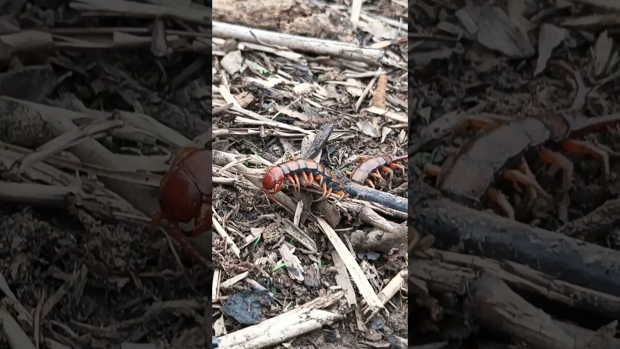 Close up record the centipede 😱