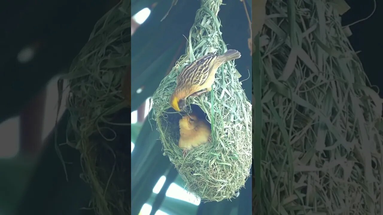 Bird Making a beautiful nest! Amazing Engineering 👌😱#funny #birds