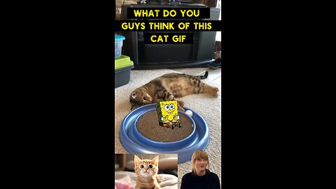 Cute Cat Gif