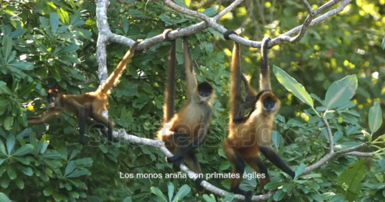 curiosidades sobre los monos arañas