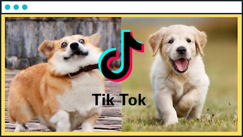 TikTok Cute And Adorable Dogs Compilation 2 Aww Cute Dogs