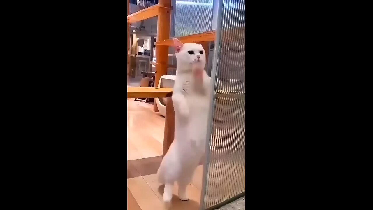 Cute cat