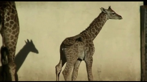 Baby Giraffe Born In Bueno Aires