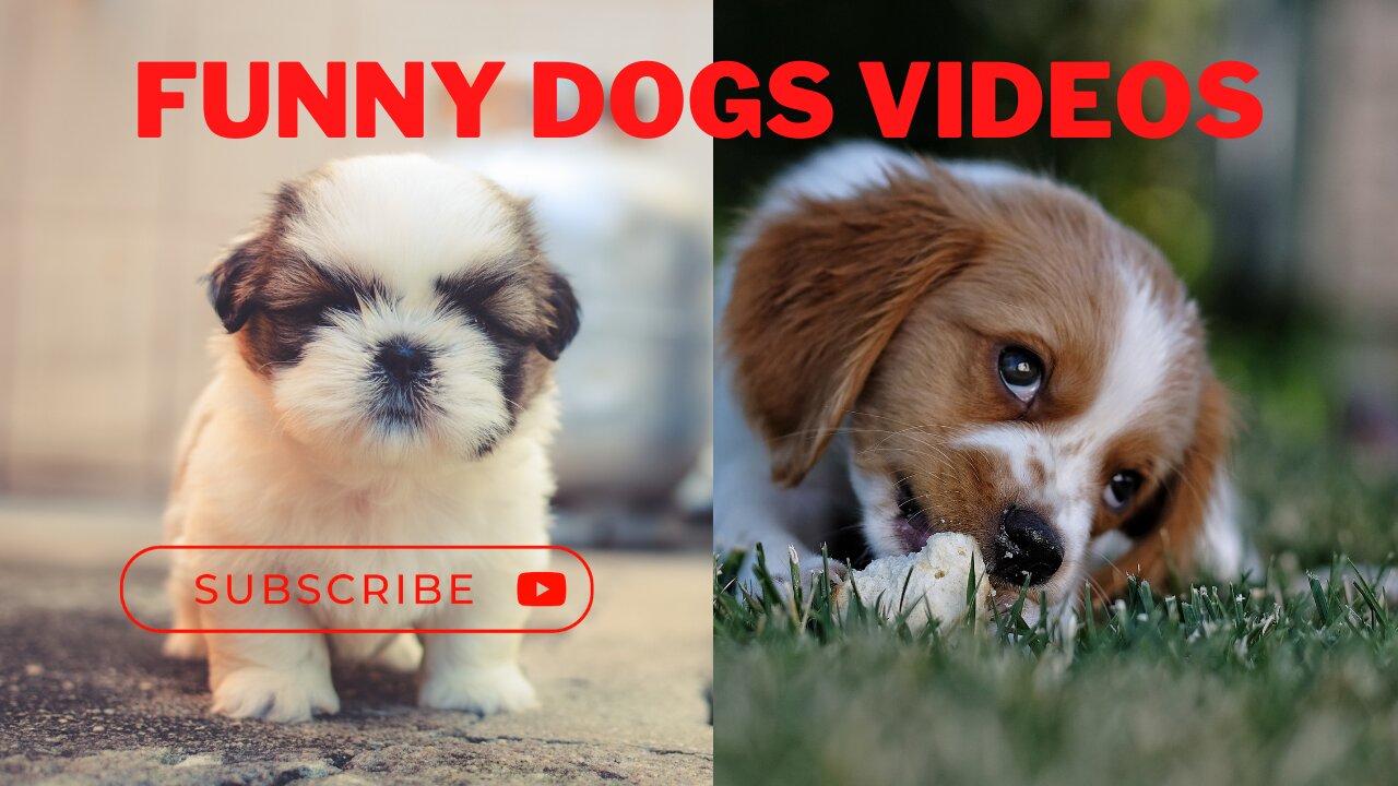 Cute Funny Animal Dogs Video