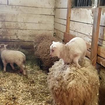 Adorable Lambs Jump On and Off Sheep’s Back