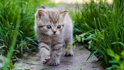 Mother Cat Walking With Her Kittens And Hitting Them To Go Inside | White Cat Protecting Her Kittens