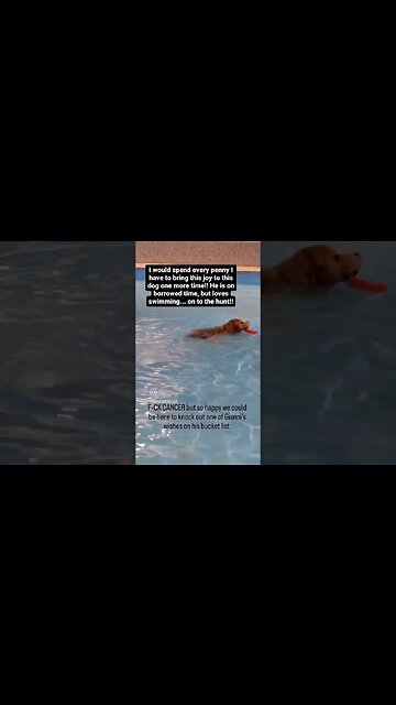 His Final Swim 🥺🥺🥺. Make a wish for this stage 4 cancer dog.. #dog