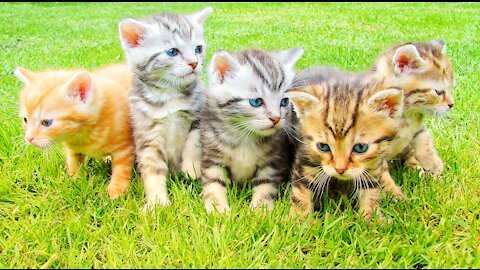 Baby cats - cute and funny 😚