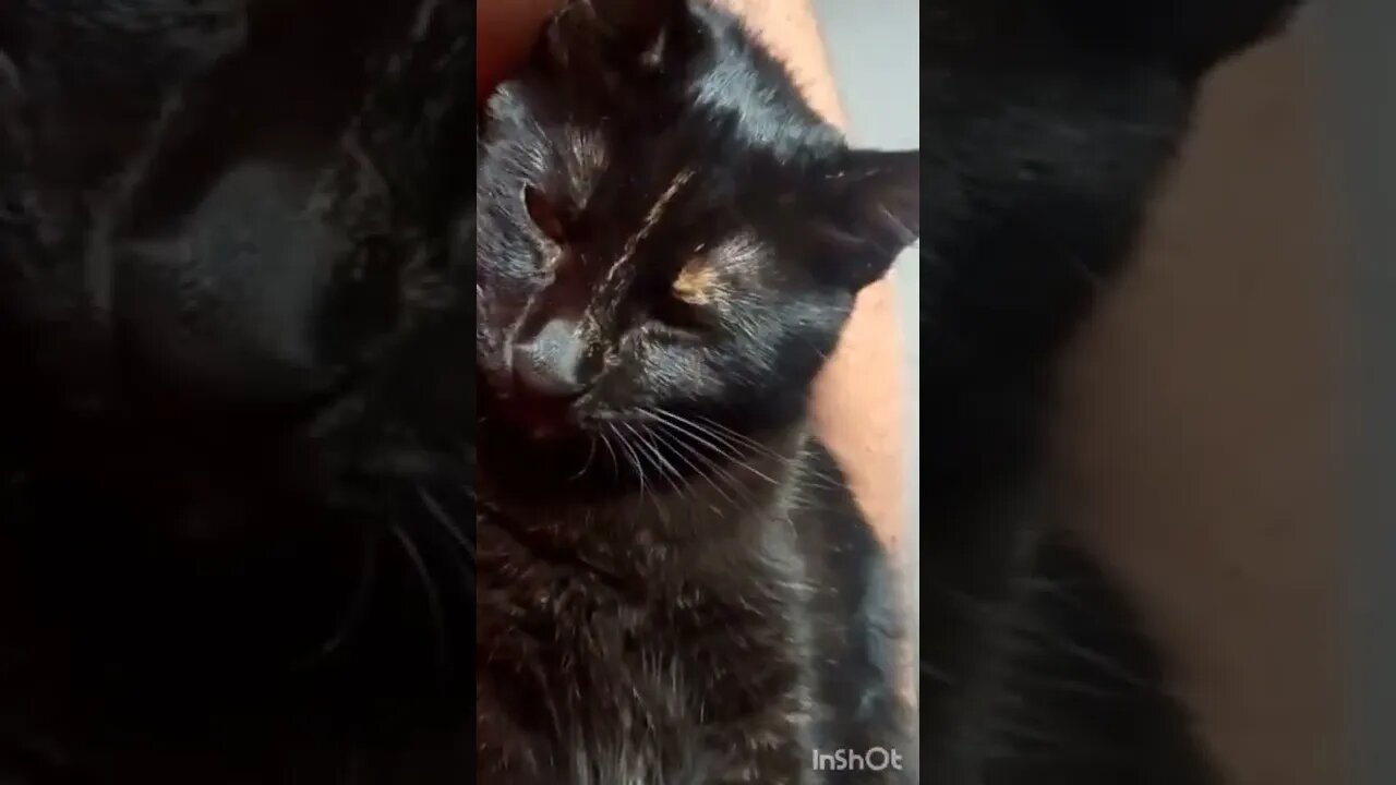 GATTI TENERI