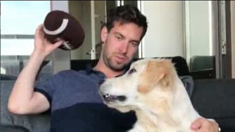 This cute golden retriever gets easily tricked