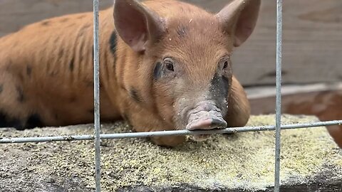 Large Black / Berkshire Boars first 165 days of life