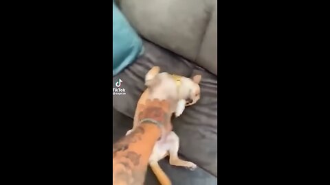 Cute and Funny Animal Video😂|| Funniest Viral Puppy Cat clips😹|| #shorts video #funny animals