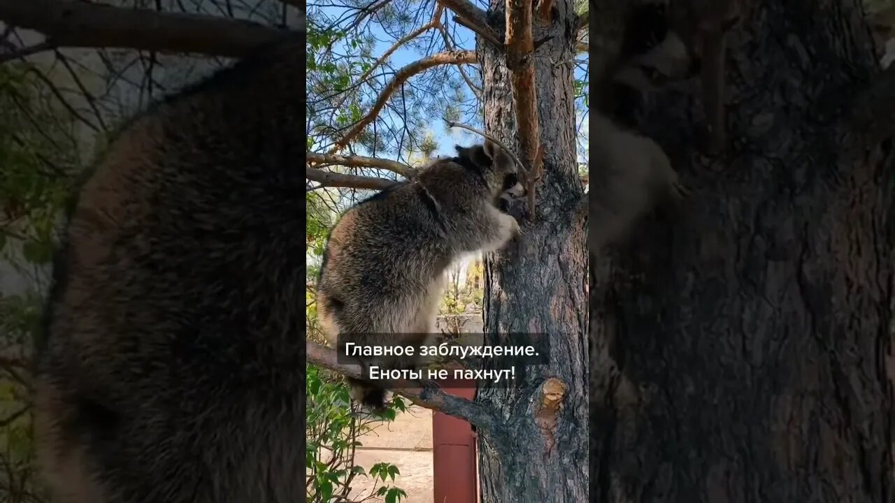 #shorts Смешные Еноты Из Тик Ток 31 Funny Tik Tok Raccoons