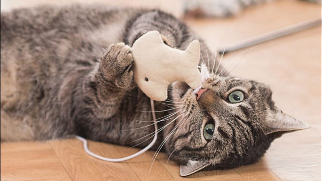 This Cute Cat Is So Obsessed With Its Doll That It Will Not Let Go Even When It's Time To Eat!