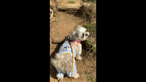 Shih Tzu runs up Mount Matuda