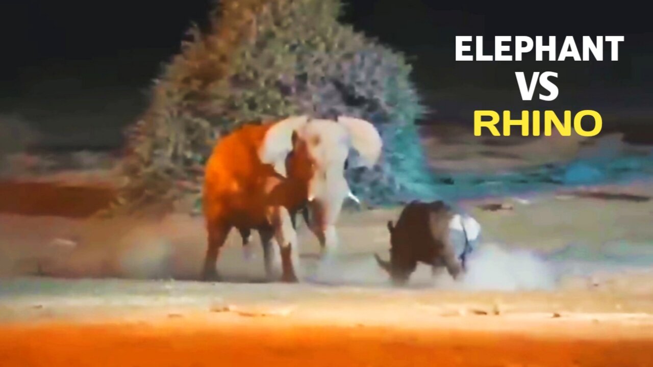 Angry Elephant & Rhino Jungle Fight | Night Scene|