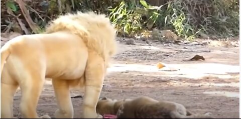 Troll Prank Dog Funny & fake Lion and Fake Tiger Prank To dog & Huge Box Prank to dog