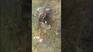 Turtle wants the Camera, Not my bait