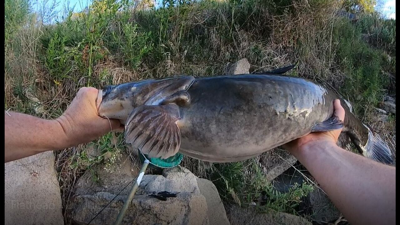 Flathead Catfish #2 - Johnson Lake, Nebraska July 14, 2022