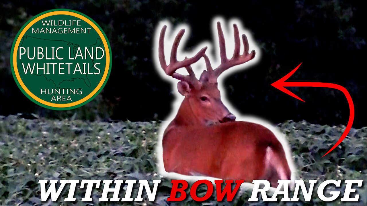 Big Public Buck In Bow Range | Huge Buck On Trail Camera | Giant On Trail Camera