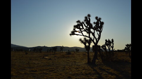 Desert Flower