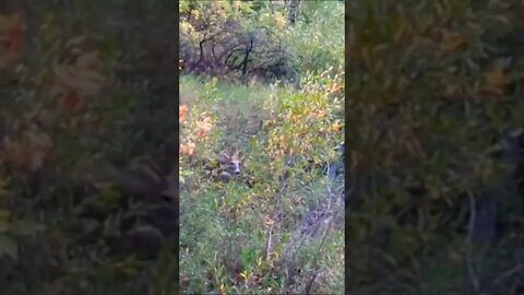 Buck Down!