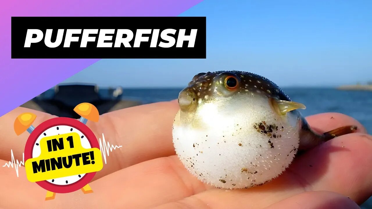 Pufferfish - In 1 Minute! 🐡 One Of The Most Beautiful Sea Creatures | 1 Minute Animals