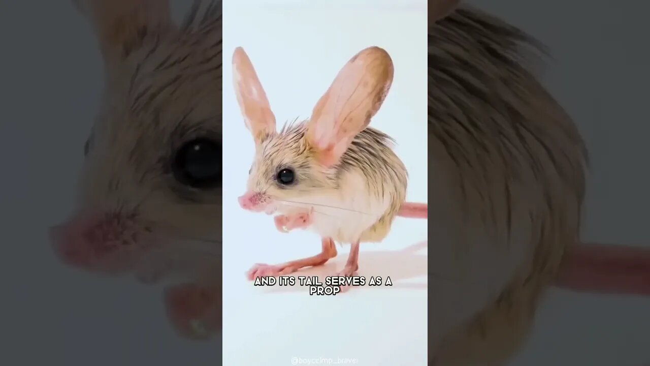 Long Eared Jerboa 🐭 One Of The Cutest And Exotic Animals In The World #shorts